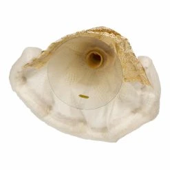 Best reviews of ❤️ Kurt S. Adler, Inc. Christmas Tree Toppers Kurt Adler 10-Inch Gold And White Jeweled Angel Tree Topper ⌛ -Christmas Ornaments Shop detail3KSA3350